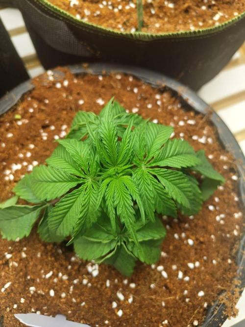 WSC OG (Pheno #2). Week 3 - 06/05
