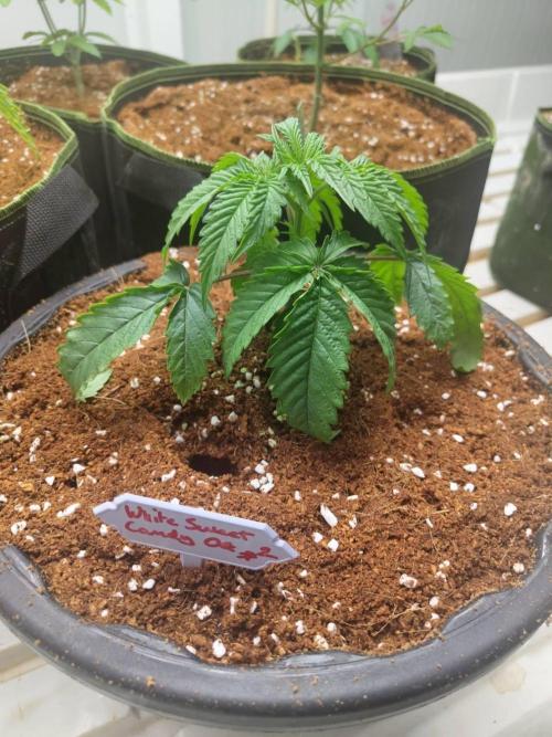 WSC OG (Pheno #2). Week 3 - 06/05