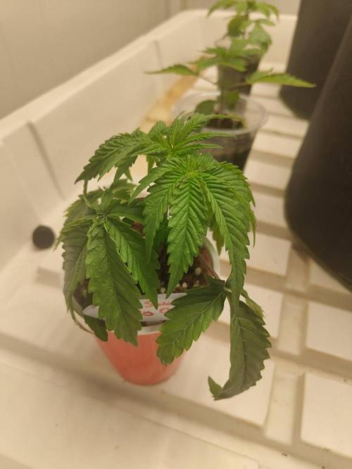 WSC OG (Pheno #2). Week 3 - 06/05