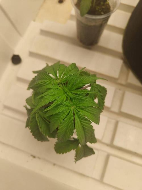 WSC OG (Pheno #2). Week 3 - 06/05