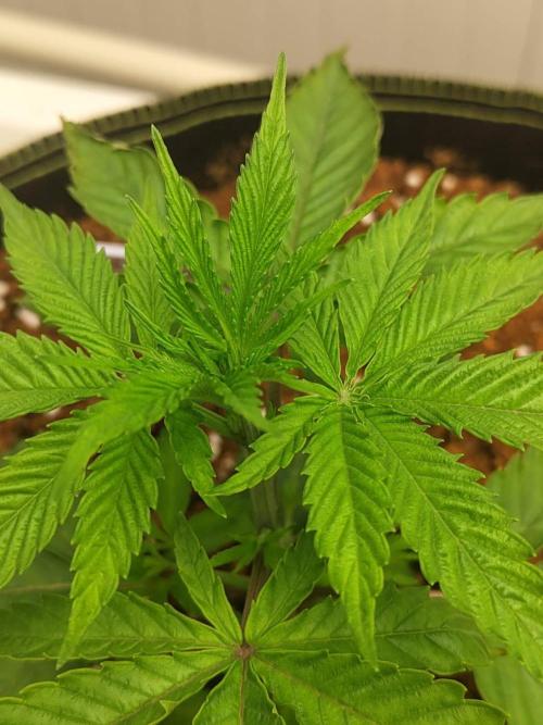 White Sweet Candy OG [P#1] [GD Contest]. Week 3