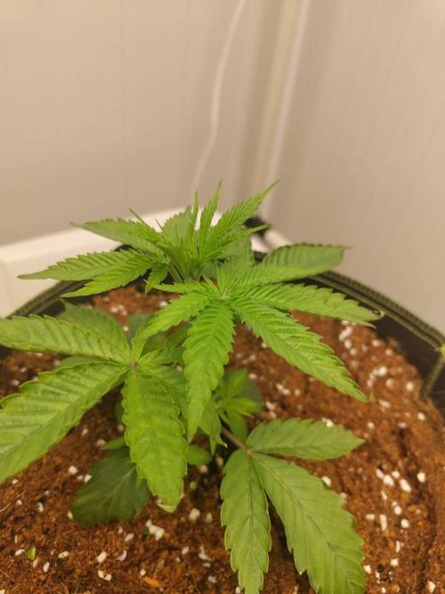 White Sweet Candy OG [P#1] [GD Contest]. Week 3