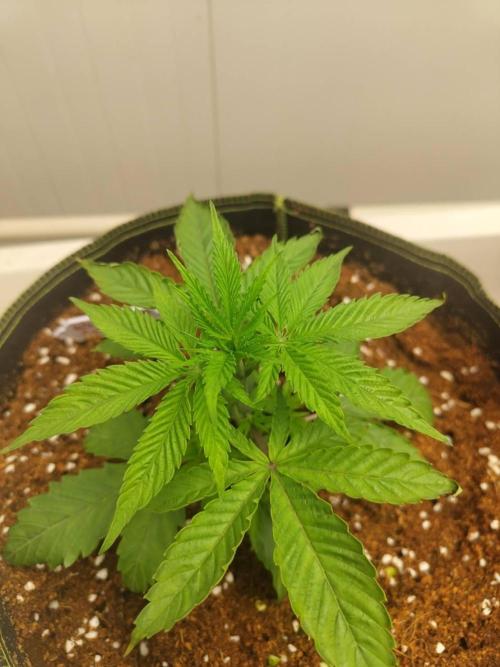 White Sweet Candy OG [P#1] [GD Contest]. Week 3