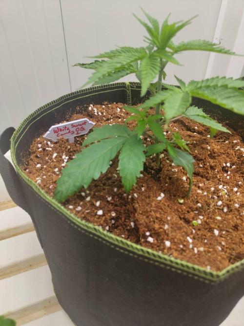 White Sweet Candy OG [P#1] [GD Contest]. Week 3