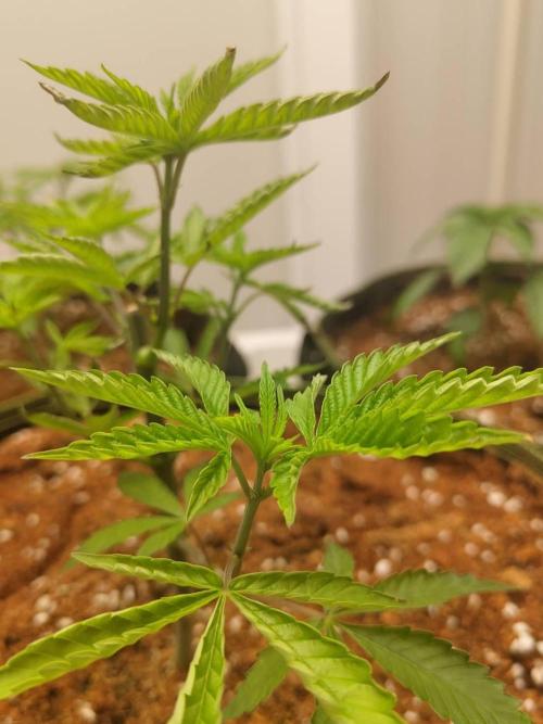 Slurricane x PLCG S1. Week 7 - 06/05