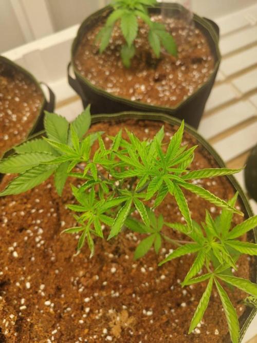 Slurricane x PLCG S1. Week 7 - 06/05