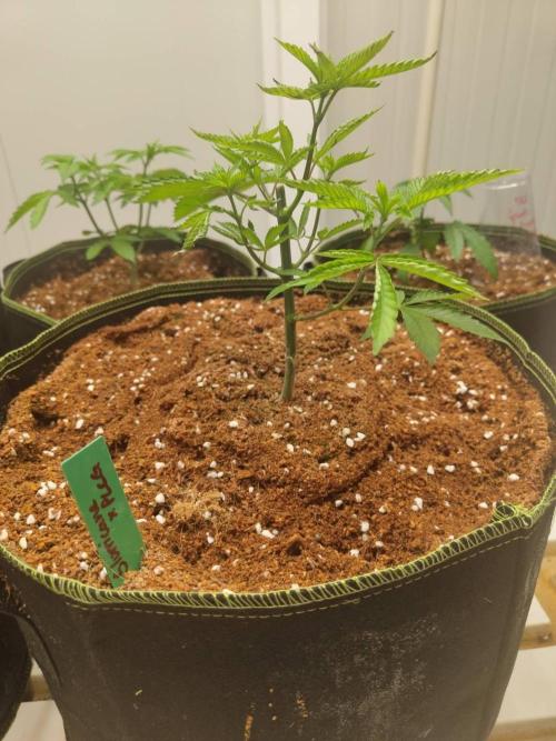 Slurricane x PLCG S1. Week 7 - 06/05
