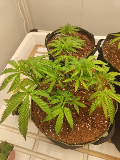 Pralines (Pheno #7). Week 6