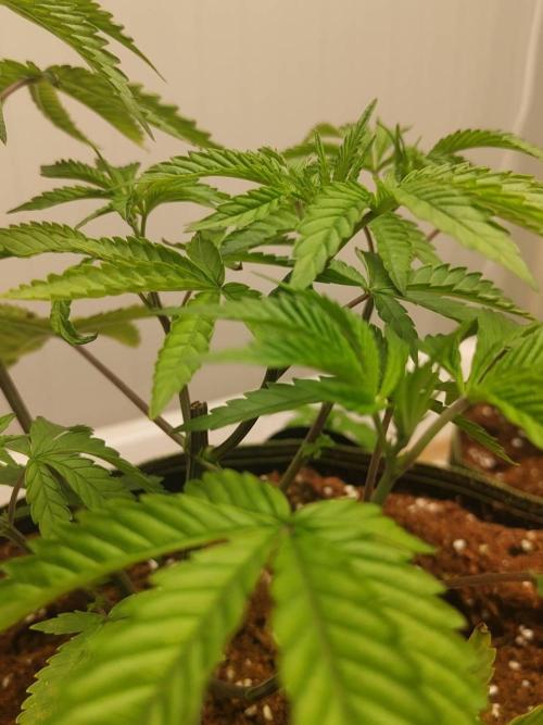 Pralines (Pheno #7). Week 6