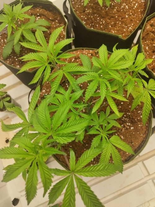 Pralines (Pheno #7). Week 6