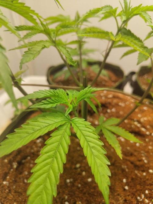 Pralines (Pheno #7). Week 6