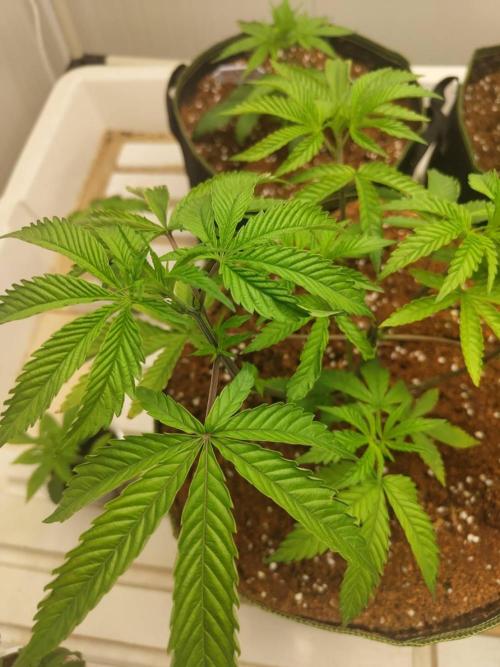 Pralines (Pheno #7). Week 6
