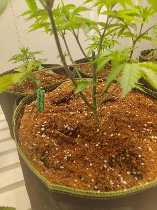 Pralines (Georgia Pie x Sweetish Fish). Week 6