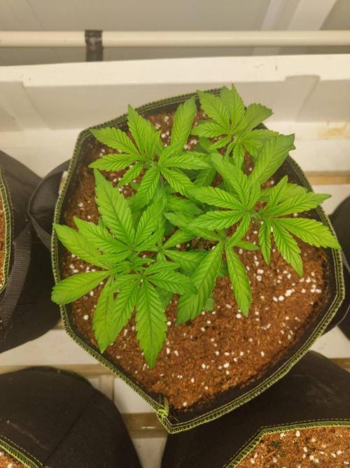 Chocolope Kush (P#2). Week 5 - 06/05