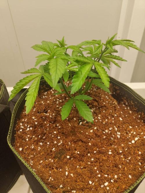 Chocolope Kush (P#2). Week 5 - 06/05