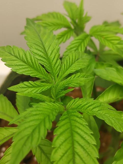 Chocolope Kush (P#2). Week 5 - 06/05