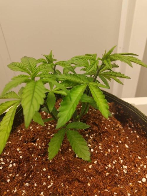 Chocolope Kush (P#2). Week 5 - 06/05