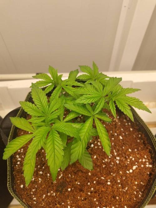 Chocolope Kush. Week 5