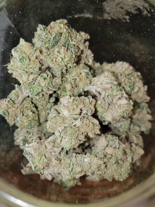 Grandpa Zombie #1. Week 17