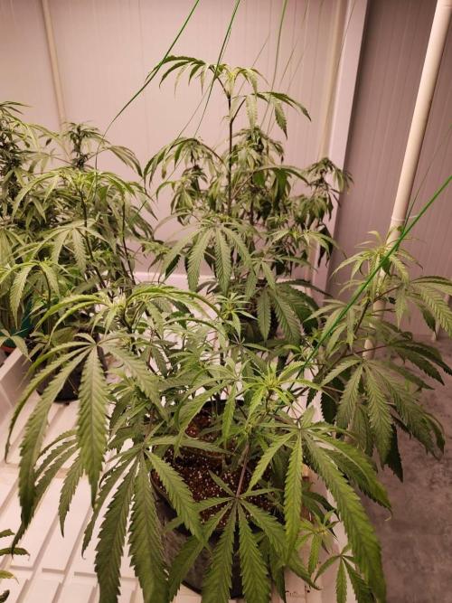 10th Planet R1. Week 13