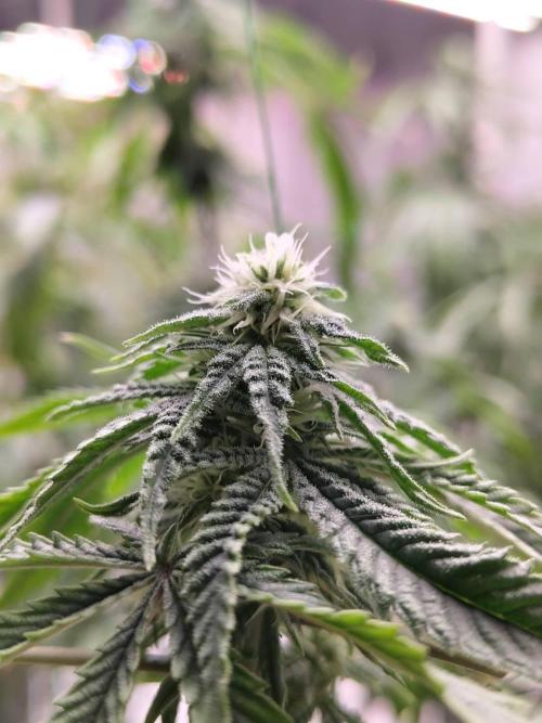 Pralines (Pheno #6). Week 13 - 12/05