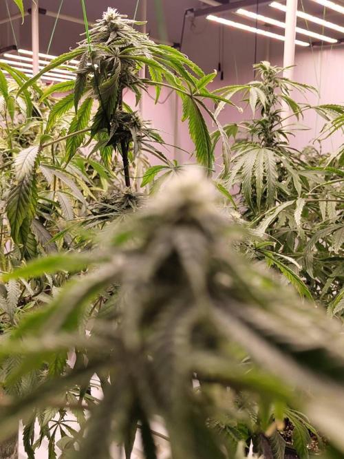 Pralines (Pheno #6). Week 13 - 12/05