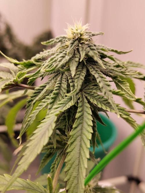Pralines (Pheno #6). Week 13 - 12/05