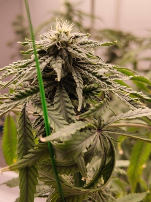 Pralines (Pheno #6). Week 13 - 12/05