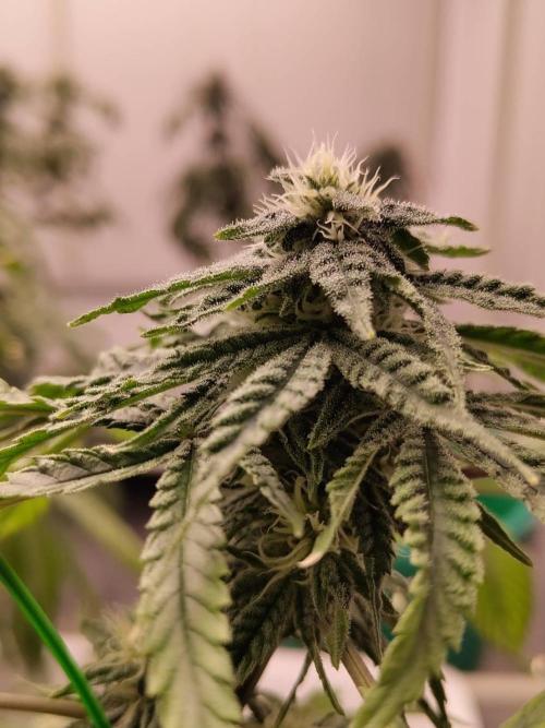 Pralines (Pheno #6). Week 13 - 12/05