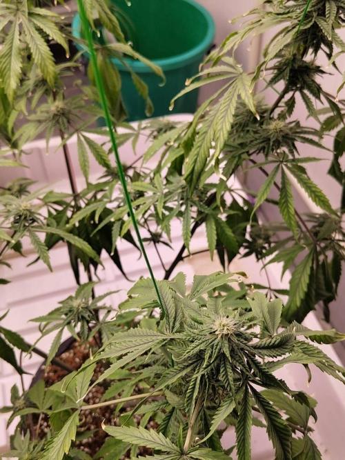 Cheetoz. Week 13