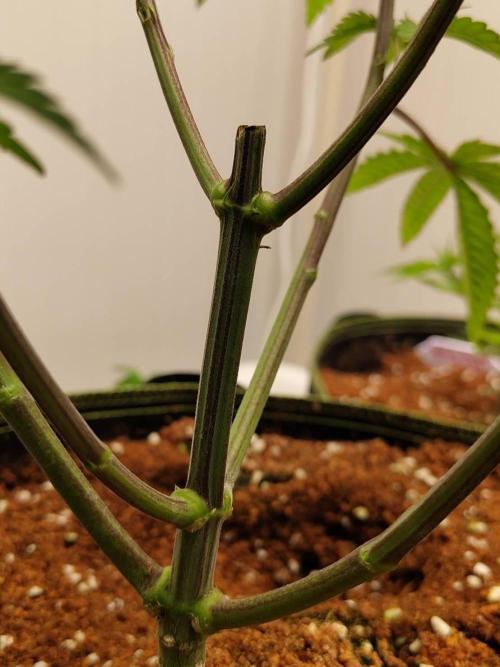 Pralines (Pheno #7). Week 7 - 11/05