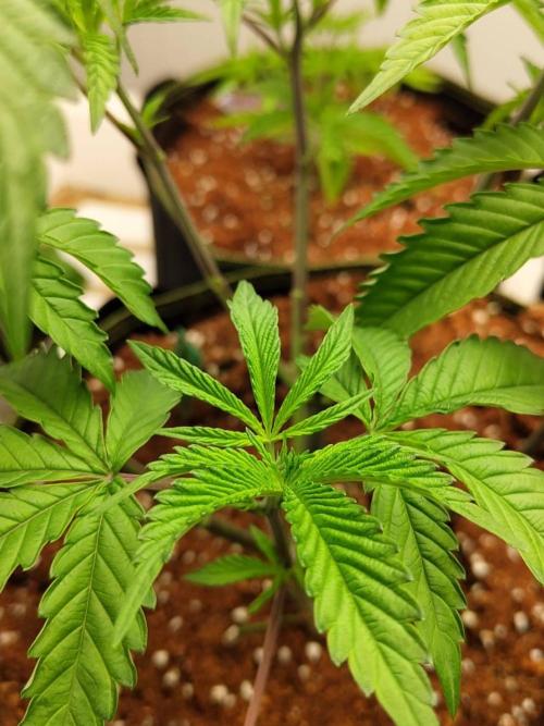 Pralines (Pheno #7). Week 7 - 11/05