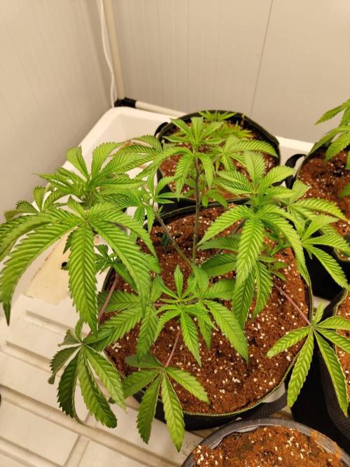 Pralines (Pheno #7). Week 7 - 11/05