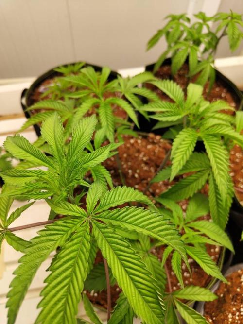 Pralines (Pheno #7). Week 7 - 11/05