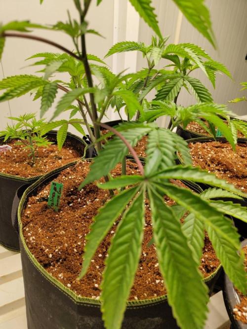 Pralines (Pheno #7). Week 7 - 11/05