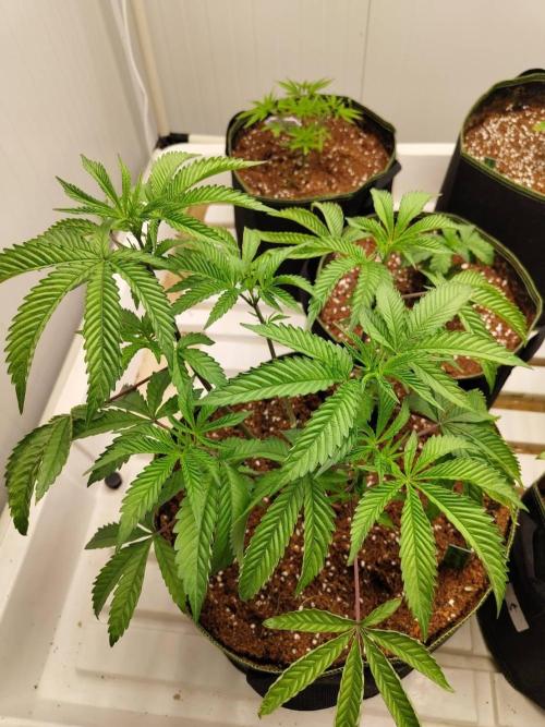 Pralines (Pheno #7). Week 7 - 12/05