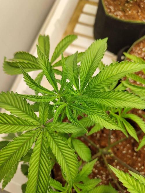 Pralines (Pheno #7). Week 7 - 12/05