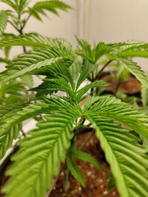 Pralines (Pheno #7). Week 7 - 12/05