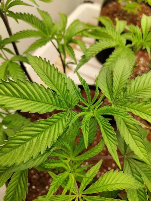 Pralines (Pheno #7). Week 7 - 12/05