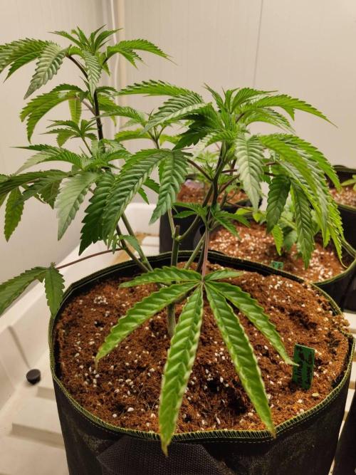 Pralines (Georgia Pie x Sweetish Fish). Week 7