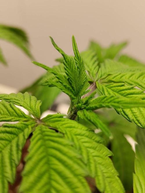 Chocolope Kush (P#2). Week 6 - 11/05
