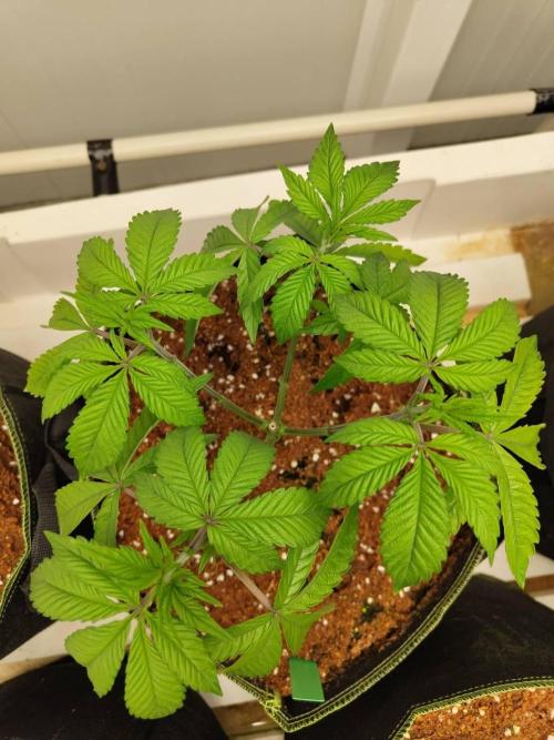 Chocolope Kush (P#2). Week 6 - 11/05
