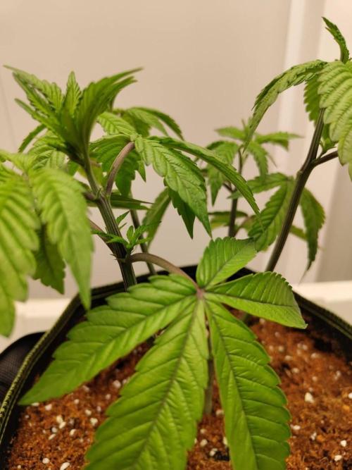 Chocolope Kush (P#2). Week 6 - 11/05
