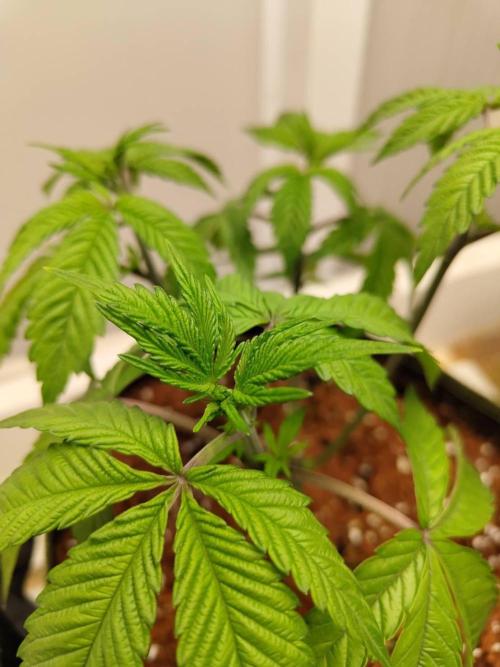 Chocolope Kush (P#2). Week 6 - 11/05
