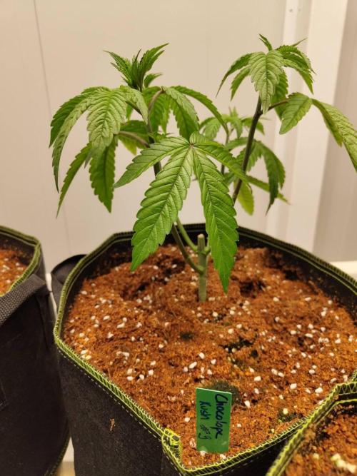 Chocolope Kush (P#2). Week 6 - 11/05
