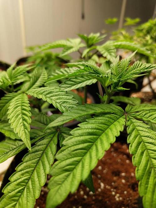 Chocolope Kush (P#2). Week 6 - 12/05