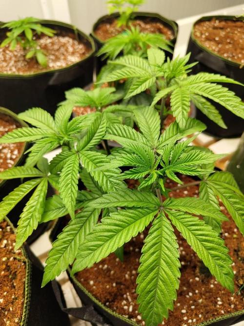 Chocolope Kush (P#2). Week 6 - 12/05