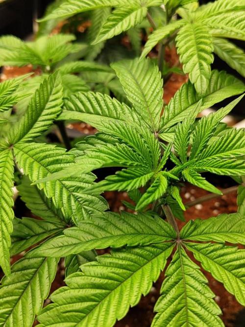 Chocolope Kush (P#2). Week 6 - 12/05