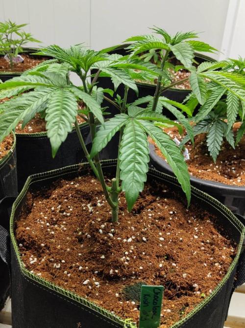 Chocolope Kush. Week 6