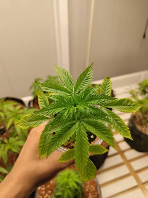 WSC OG (Pheno #5). Week 3 - 11/05